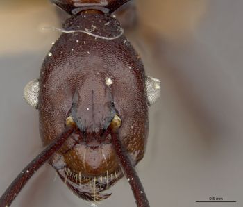 Media type: image;   Entomology 22955 Aspect: head frontal view